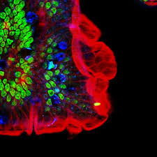 A Duplexed Multiline Multiphoton Microscope for use in Biological Applications
