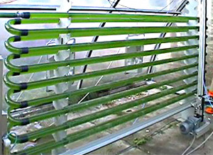 Converting CO2 into Biofuel using Algae and Optical Fibers