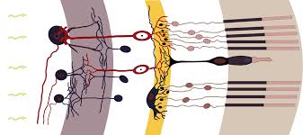 High Resolution Image Capture for Retinal Procedures