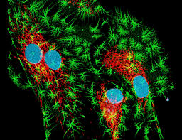Multi-Environment High-Resolution Laser Microscopy