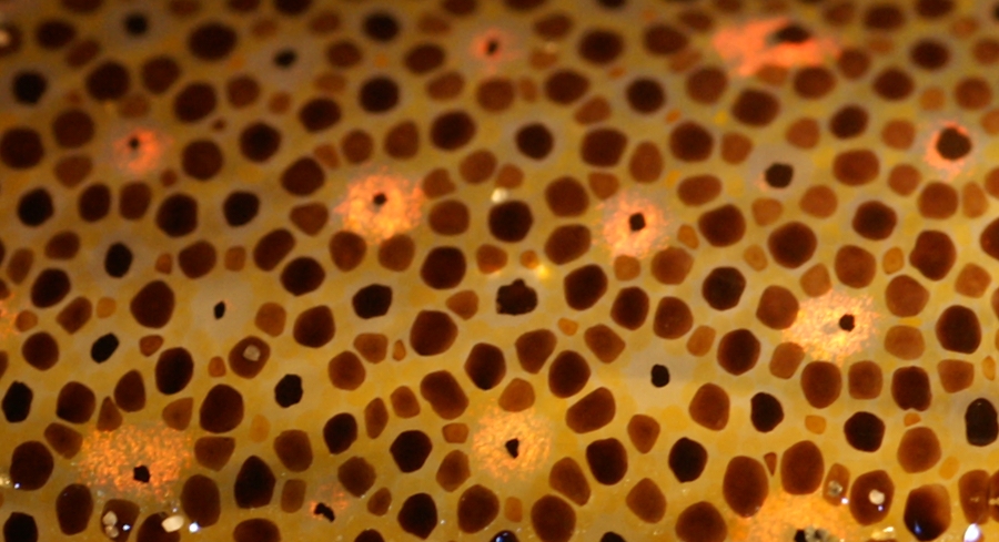 Organic Electro-Optic Chromophores with Superior Hyperpolarizability