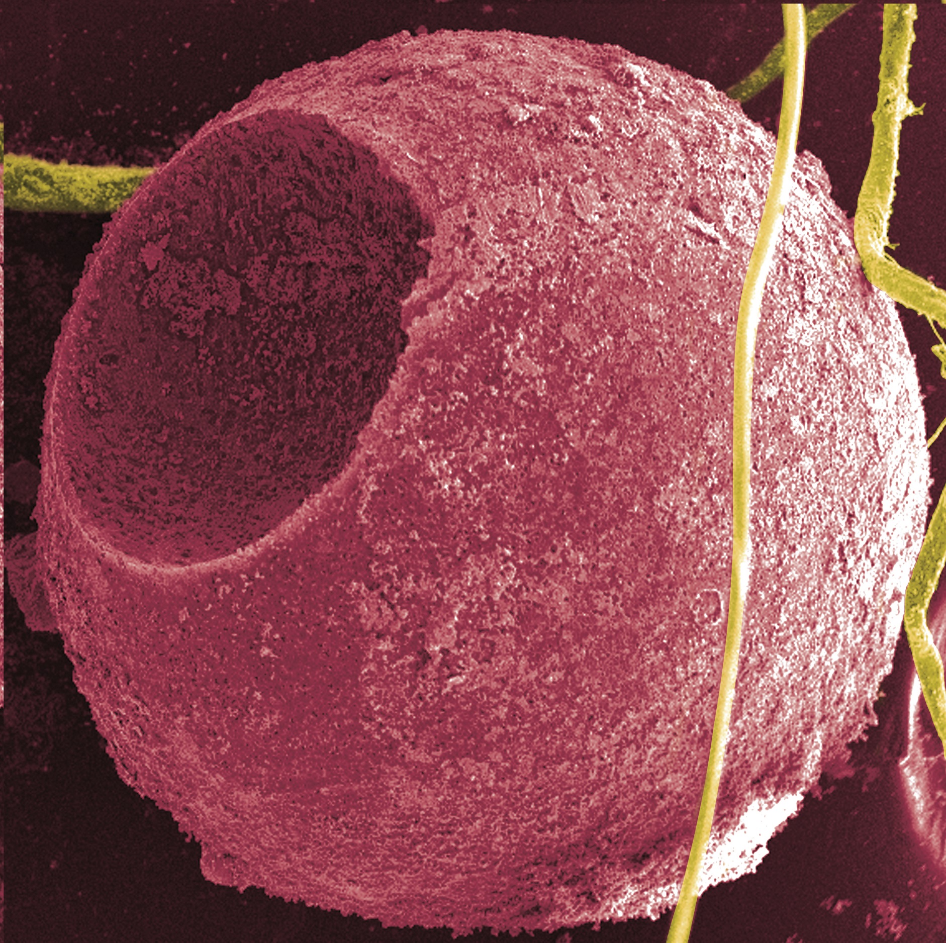 Quantum dot production/manipulation device for Nanoscale optical chromatography