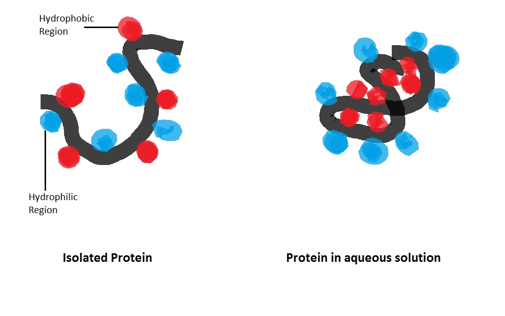 Real-Time Detection of Label-Free Protein Adsorption