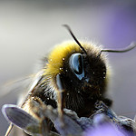 Spectropolarimetric Lenslet Array Multichannel Imager