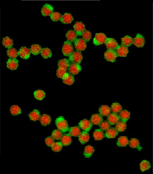Synthesis of Porphyrin Nanostructures